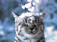 /album/imagini-animale/a49-jpg/