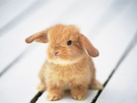 /album/imagini-animale/a50-jpg/