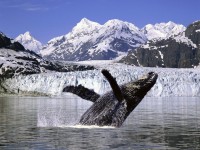 /album/imagini-animale/a54-jpg/
