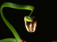 /album/imagini-animale/a56-jpg/