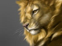 /album/imagini-animale/a58-jpg/