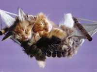 /album/imagini-animale/a59-jpg/